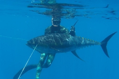 spearfishing-panama-fish