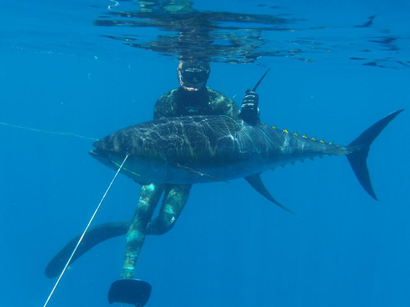 spearfishing-panama-fish