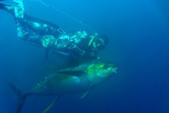 spearfishing-panama-fish