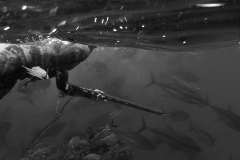 yellowfin tuna panama