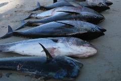 yellowfin tuna panama