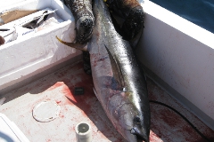 yellowfin tuna panama