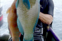 spearfishing-panama-fish
