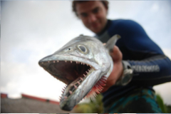 spearfishing barracuda