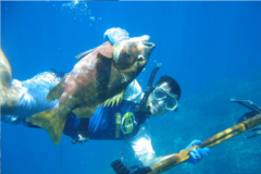 pargo panama