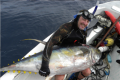 spearfishing yellowfin tuna