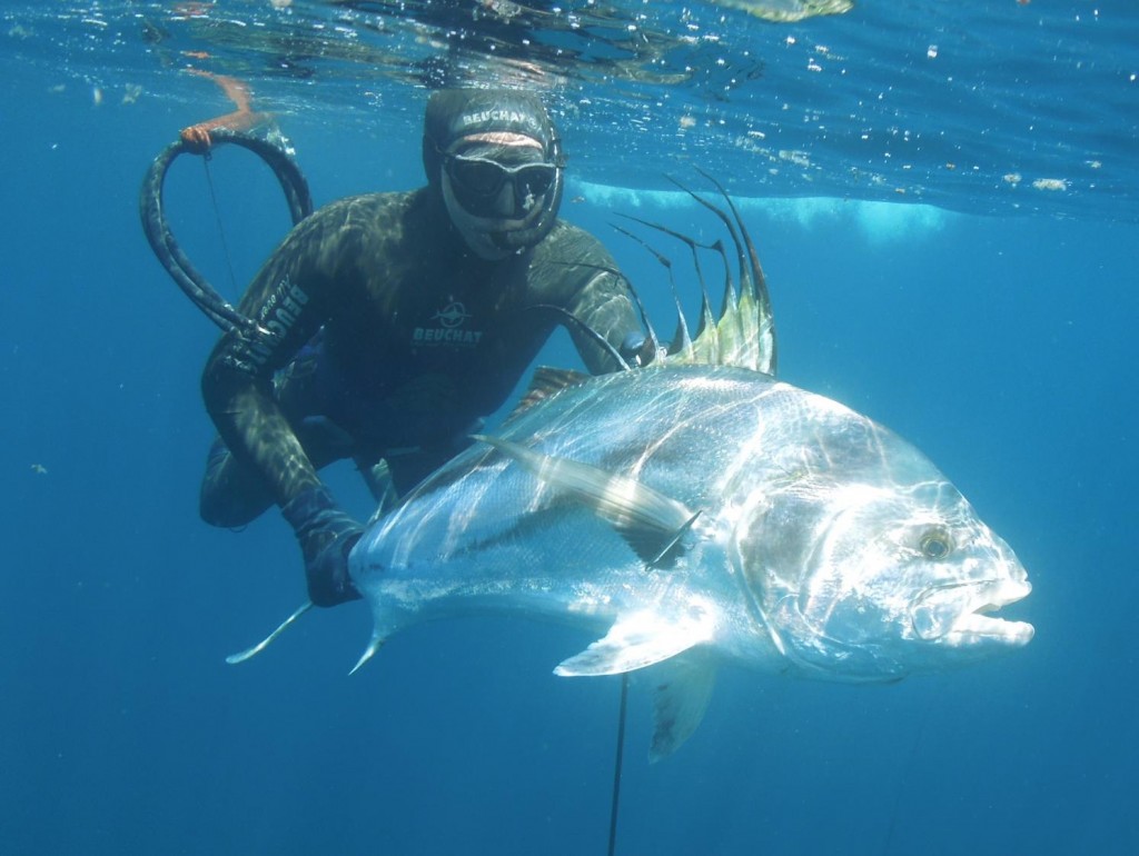 panama rooster fish