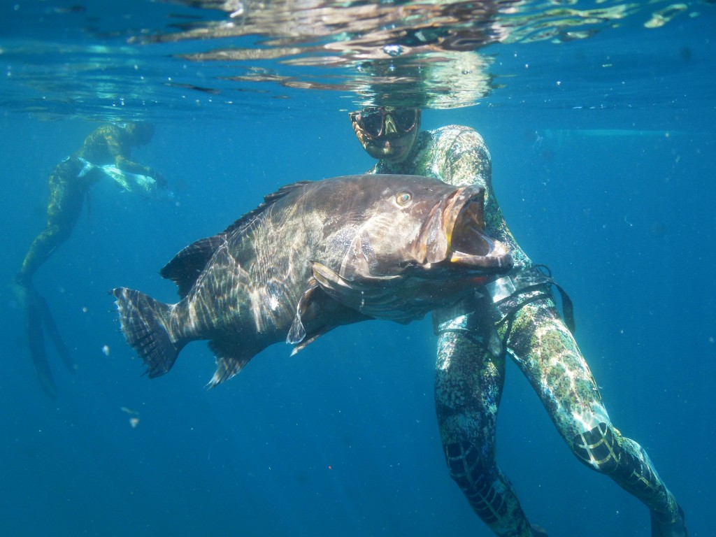 spearfishing grouper