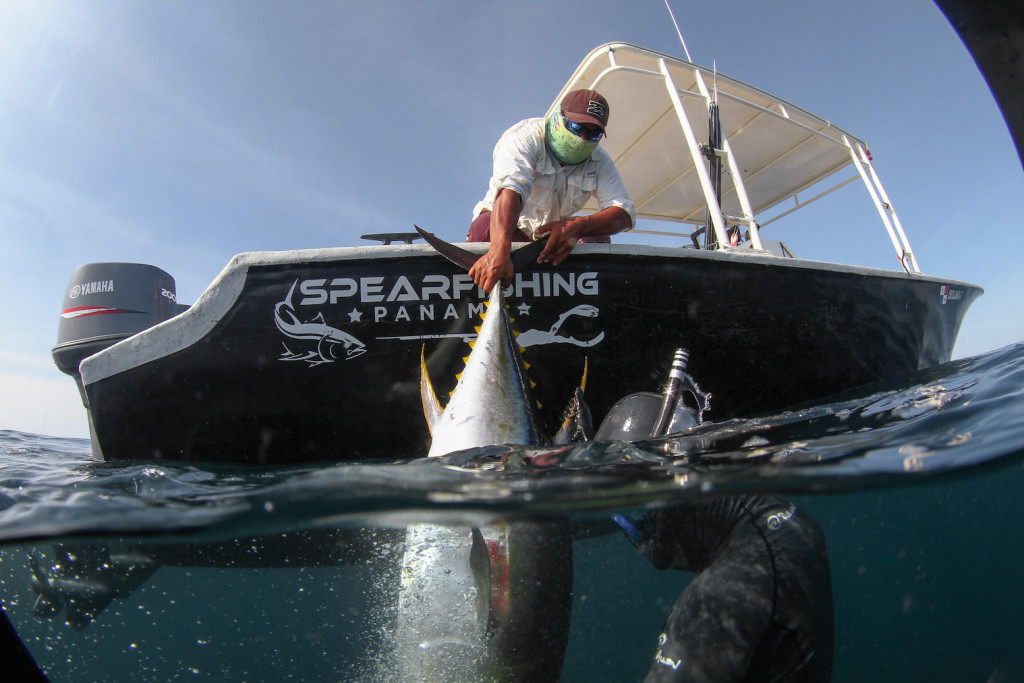 Pulling tuna into boat