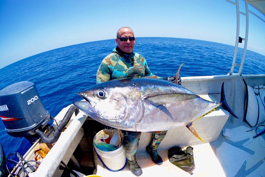 fat yellowfin